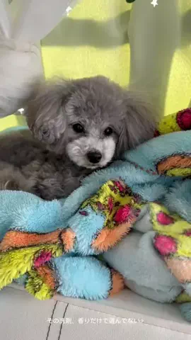 モナ王🐶ピノの愛犬旅行のTikTok投稿