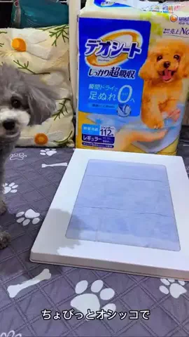 モナ王🐶ピノの愛犬旅行のTikTok投稿