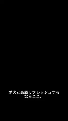 モナ王🐶ピノの愛犬旅行のTikTok投稿