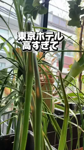 かのん様🐰🎀 ホテルヤドカリ女王様🐚👑のTikTok投稿