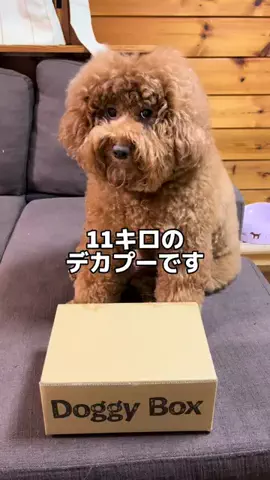 はこゆい（11キロのデカプー）のTikTok投稿