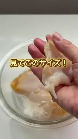 ぶんのTikTok投稿