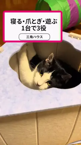 キラリンwithハチワレ猫🐈🐈のTikTok投稿