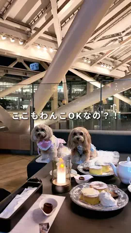 マルプーのんのん｜犬連れお出かけガイドのTikTok投稿