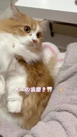 メル🎀￤マンチカン🐈のTikTok投稿