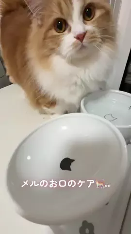 メル🎀￤マンチカン🐈のTikTok投稿