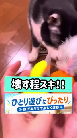 キラリンwithハチワレ猫🐈🐈のTikTok投稿
