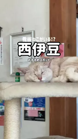 ꒰ ՞•ﻌ•՞ ꒱のTikTok投稿