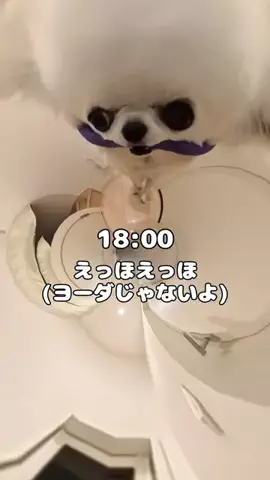 うみが食べるだけのTikTok投稿