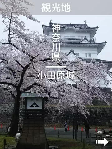 デンじょーの旅のTikTok投稿