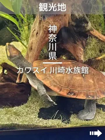 デンじょーの旅のTikTok投稿