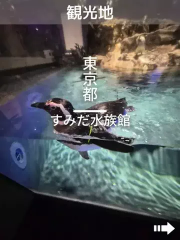 デンじょーの旅のTikTok投稿