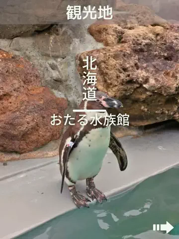 デンじょーの旅のTikTok投稿