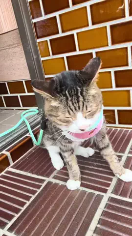 🐾過眠ちゃん💚✨のTikTok投稿