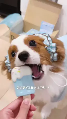 ぼく、にゃもすけのTikTok投稿