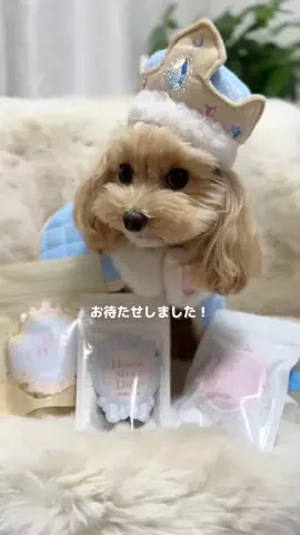 マルプーのぽぽちゃんのTikTok投稿