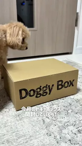 マルプーのぽぽちゃんのTikTok投稿