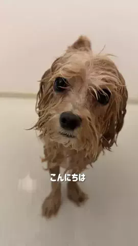 マルプーのぽぽちゃんのTikTok投稿