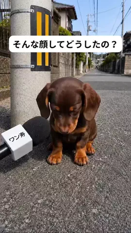 犬猫総合製薬株式会社のTikTok投稿