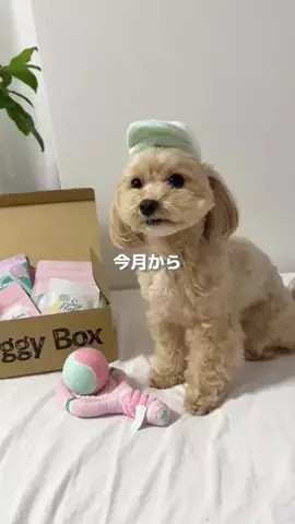 マルプーのぽぽちゃんのTikTok投稿
