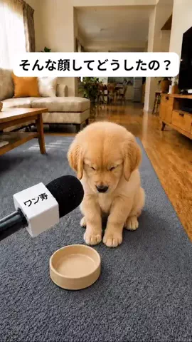 犬猫総合製薬株式会社のTikTok投稿