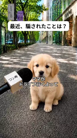 犬猫総合製薬株式会社のTikTok投稿