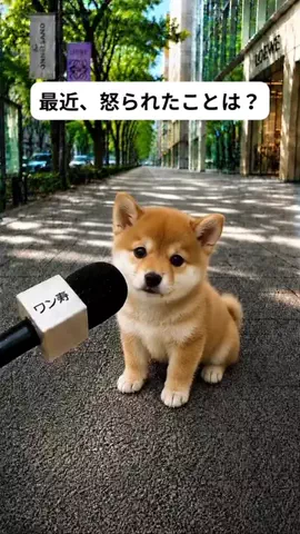 犬猫総合製薬株式会社のTikTok投稿