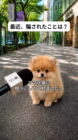 犬猫総合製薬株式会社のTikTok投稿