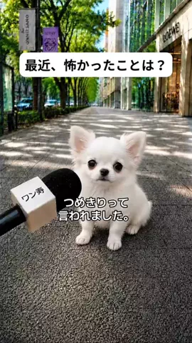 犬猫総合製薬株式会社のTikTok投稿