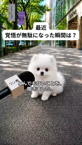 犬猫総合製薬株式会社のTikTok投稿