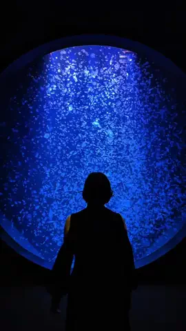 弥桜🌸/日本の水族館を巡る旅🪼のTikTok投稿