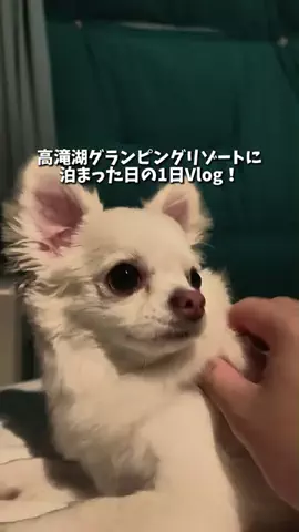 キンベル|格安旅行案内人のTikTok投稿
