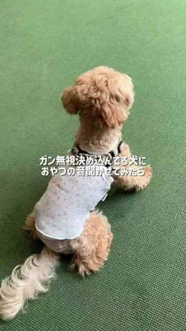 マルプー モコのTikTok投稿
