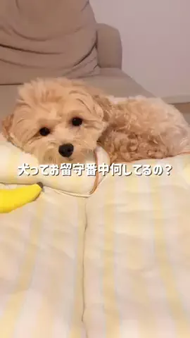 マルプー モコのTikTok投稿