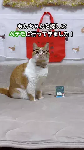 お散歩大好きもんぶらん🐈のTikTok PR投稿：👩ペテモにもんちゃんがいるから見てきたよ🐈💕 3/31ま…