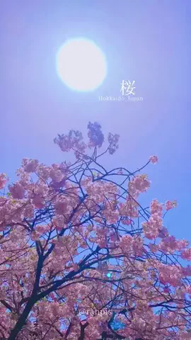 ranpisのTikTok投稿