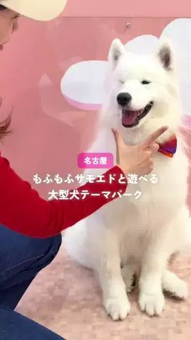 tommy.tokaidateのTikTok投稿