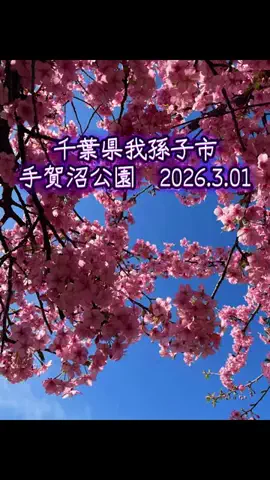 ちゅっぱチャップスのTikTok投稿