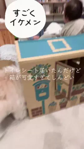 ポメビション小太郎のTikTok投稿