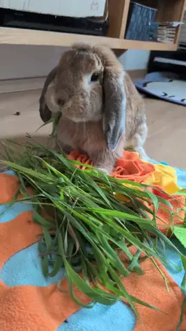 🐰たれみみ稲荷🐰のTikTok投稿
