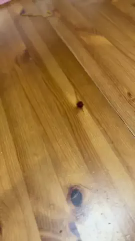 ハルとアキ🐱のTikTok投稿