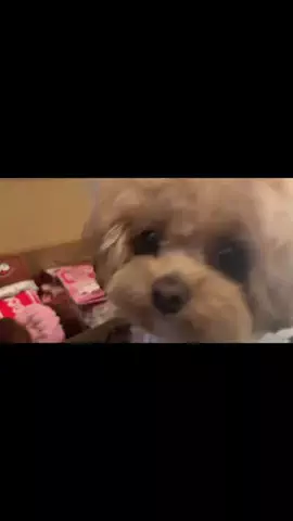ころものTikTok投稿