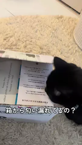 ねこのぬしのTikTok投稿