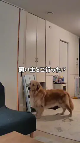 おにゅこじハウスのTikTok投稿