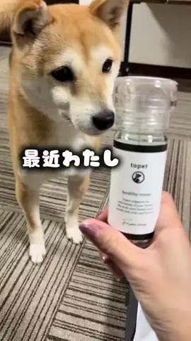 豆柴ふみたんのTikTok投稿