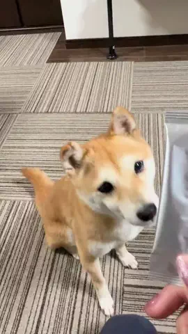 豆柴ふみたんのTikTok投稿