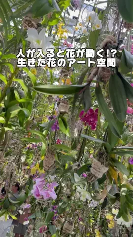 うーちゃ@おうち水族館のTikTok投稿