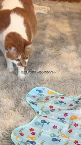 ハルとアキ🐱のTikTok投稿