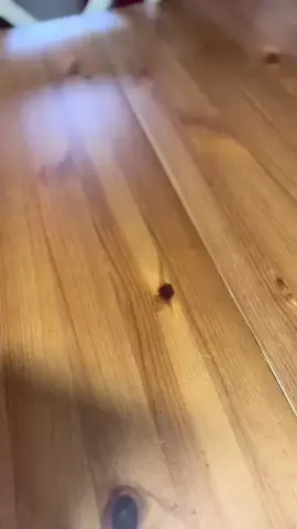ハルとアキ🐱のTikTok投稿