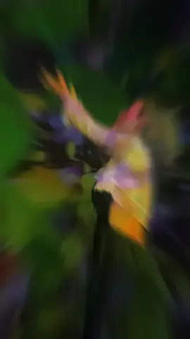 西条ゆき🐶❄️のTikTok投稿